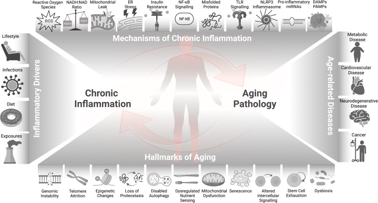 Diagram: inflammatory drivers and hallmarks of aging feeding chronic inflammation and aging pathology, leading to metabolic, cardiovascular, neurodegenerative disease and cancer